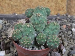 Tephrocactus subteraneus Quiaca, pot 5,5 cm