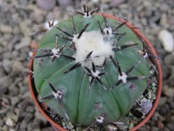 Echinocactus horizonthalonius subikii Ejido Soledad, pot 5,5 cm (šubikii) - 12406307
