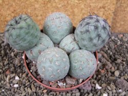 Tephrocactus geometricus pot 8,5 cm