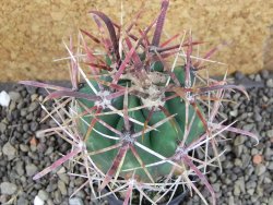 Ferocactus gracilis pot 5,5 cm