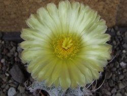 Astrophytum crassispinoides, pot 5,5 cm - 12406427