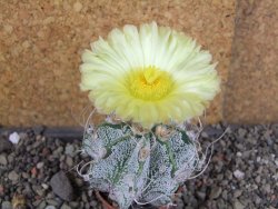 Astrophytum crassispinoides, pot 5,5 cm - 12406428