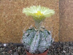 Astrophytum crassispinoides, pot 5,5 cm - 12406429