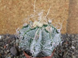 Astrophytum crassispinoides, pot 5,5 cm - 12406430