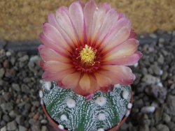 Astrophytum  hanazano X red červený květ, akabana, pot 5,5 cm