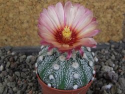 Astrophytum  hanazano X red červený květ, akabana, pot 5,5 cm - 12406451