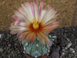 Astrophytum  capricorne X red červený květ, akabana, pot 5,5 cm