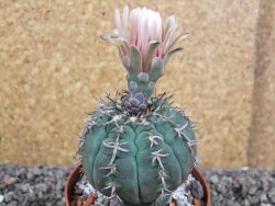 Gymnocalycium spegazzinii unguispinum SL 44b, pot 8,5 cm - 12406505