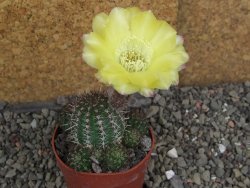 Lobivia sp. žlutý květ, pot 6,5 cm