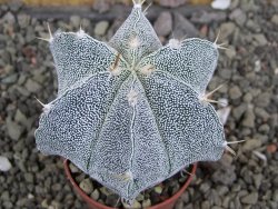 Astrophytum Dinosaur X Onzuko 5,5 cm