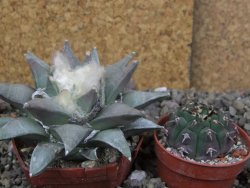 Ariocarpus furfuraceus 9 cm - 12406616