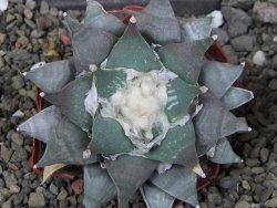 Ariocarpus furfuraceus 10 cm