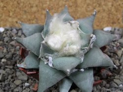 Ariocarpus furfuraceus 8 cm