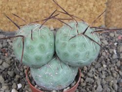 Tephrocactus geometricus pot 5,5 cm