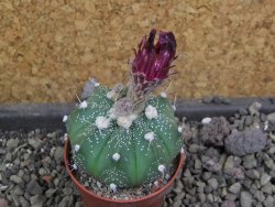 Astrophytum  capricorneX red červený květ, akabana, pot 5,5 cm