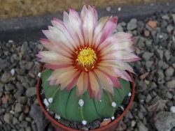 Astrophytum  asterias nudum X red červený květ, akabana, pot 5,5 cm