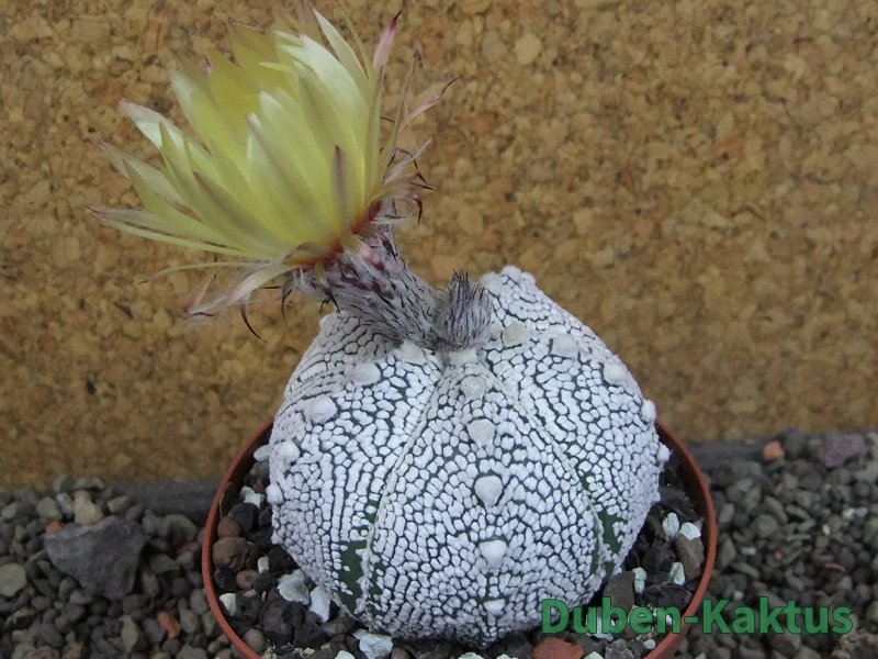 Astrophytum Z Jasenné pot 9 cm