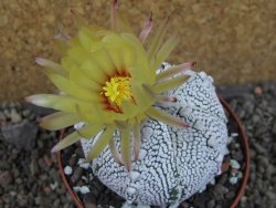 Astrophytum Z Jasenné pot 9 cm - 12406746
