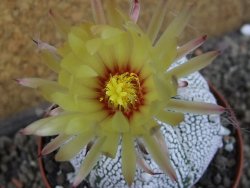 Astrophytum Z Jasenné pot 9 cm - 12406747