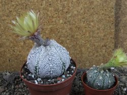 Astrophytum Z Jasenné pot 9 cm - 12406749
