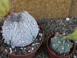 Astrophytum Z Jasenné pot 9 cm - 12406750