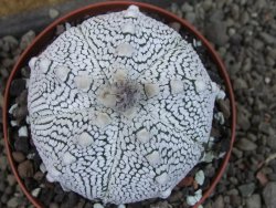 Astrophytum Z Jasenné pot 9 cm - 12406751