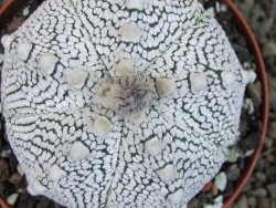 Astrophytum Z Jasenné pot 9 cm - 12406752