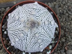 Astrophytum Z Jasenné pot 9 cm - 12406753