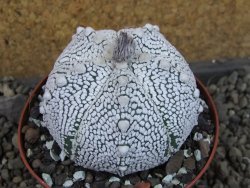 Astrophytum Z Jasenné pot 9 cm - 12406754