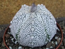 Astrophytum Z Jasenné pot 9 cm - 12406755
