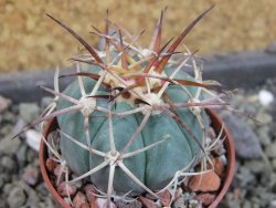 Echinocactus horizonthalonius, pot 5,5 cm