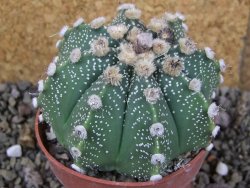 Astrophytum Z Jasenné pot 8,5 cm - 12406768