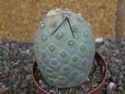 Tephrocactus geometricus pot 7 cm - 12406828