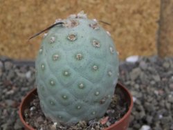 Tephrocactus geometricus pot 7 cm - 12406829