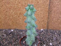 Myrtilocactus geometrizans Fukuriokuzinboku V 13 cm