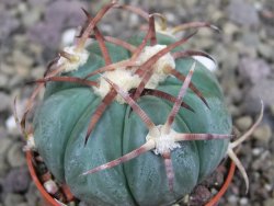 Echinocactus horizonthalonius Jacales, pot 5,5 cm