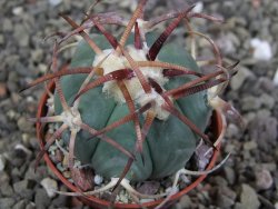 Echinocactus horizonthalonius Jacales, pot 5,5 cm