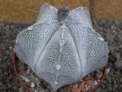 Astrophytum coahuilense snow (Super Coahuilense), pot 10,5 cm