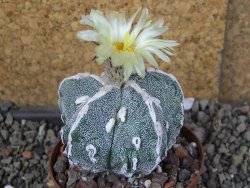Astrophytum myriostigma fukurio XL pot 8 cm - 12406918