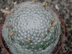 Mammillaria lenta, pot 6,5 cm