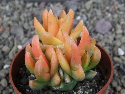Ariocarpus X scapharostrus variegata pot 6,5 cm - 12407015