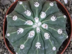 Melocactus maxonii inermis květináč 10 cm - 12407031