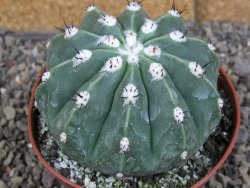 Melocactus maxonii inermis květináč 10 cm - 12407032