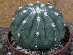 Melocactus maxonii inermis květináč 10 cm - 12407033