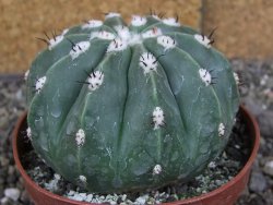 Melocactus maxonii inermis květináč 10 cm - 12407034