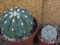 Melocactus maxonii inermis květináč 10 cm - 12407035