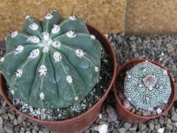 Melocactus maxonii inermis květináč 10 cm - 12407036