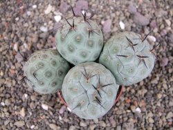 Tephrocactus geometricus pot 7 cm