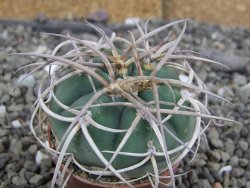 Gymnocalycium cardenasianum JO 604 pot 5,5 cm