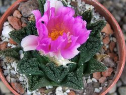 Ariocarpus fissuratus hintonii Matehuala pot 5,5 cm Cites IA - 12407146